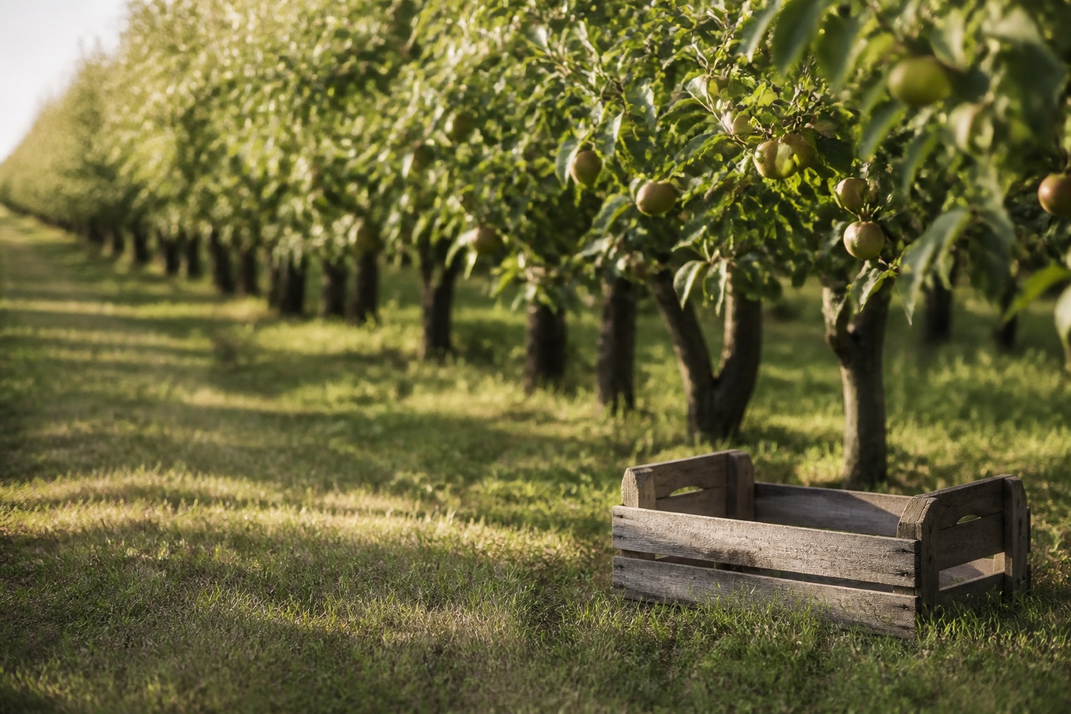 Fruit trees in an orchard row in late summer with a wooden crate on the grass
